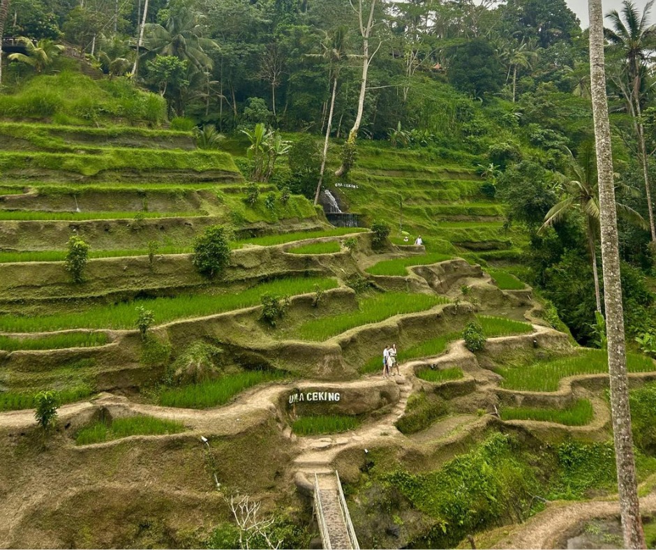 Reisterrassen auf Bali - Bali Immobilien